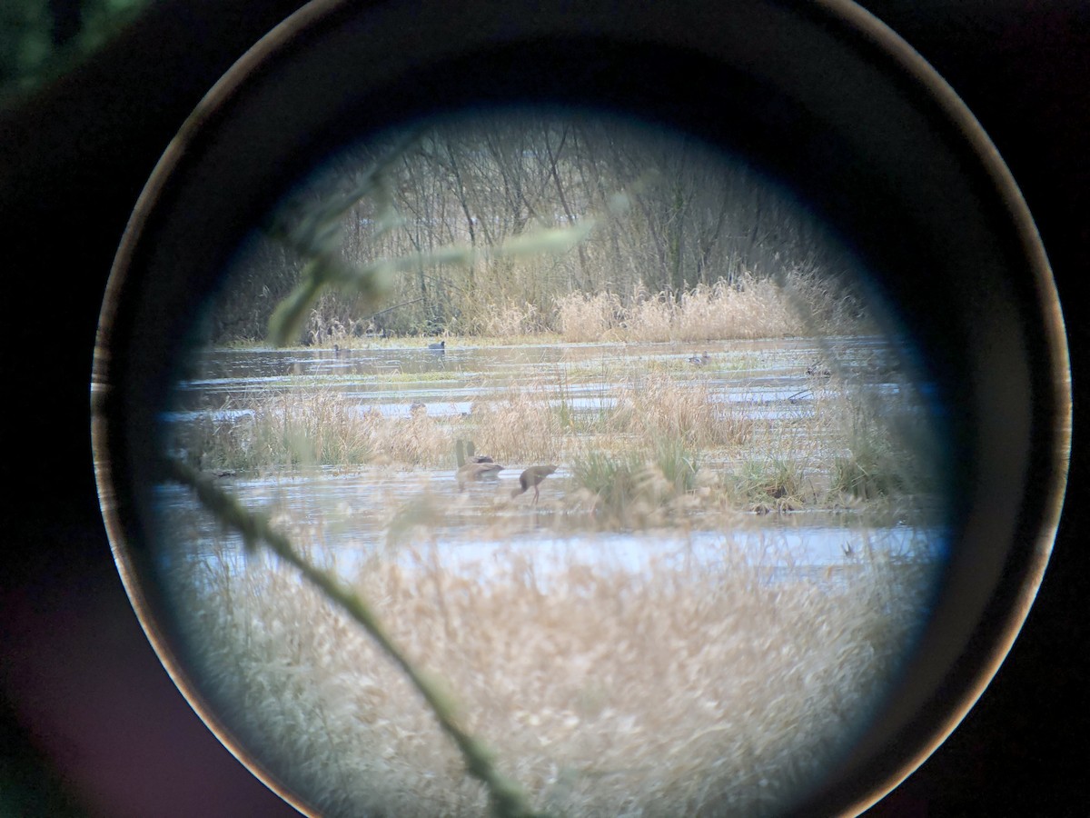 White-faced Ibis - ML302717881