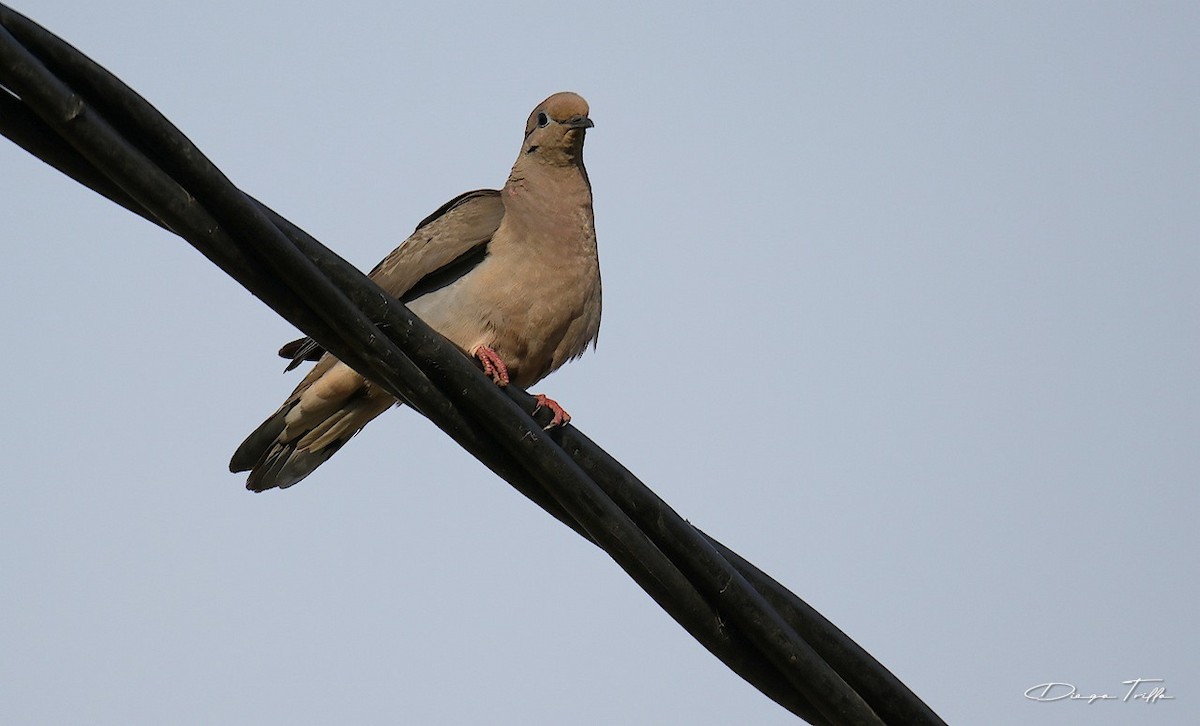 Eared Dove - ML302717891