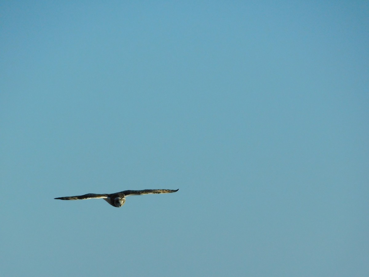 Short-eared Owl - ML302719241