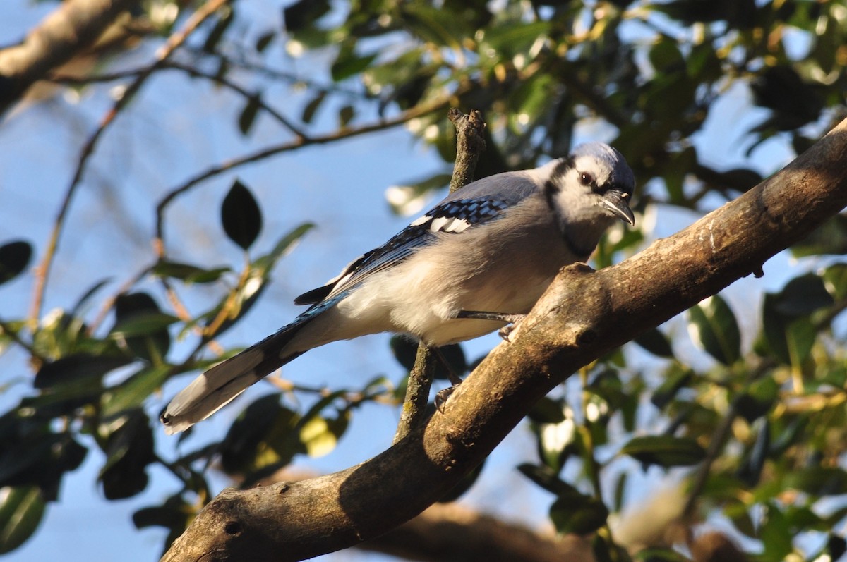Blue Jay - ML302723001