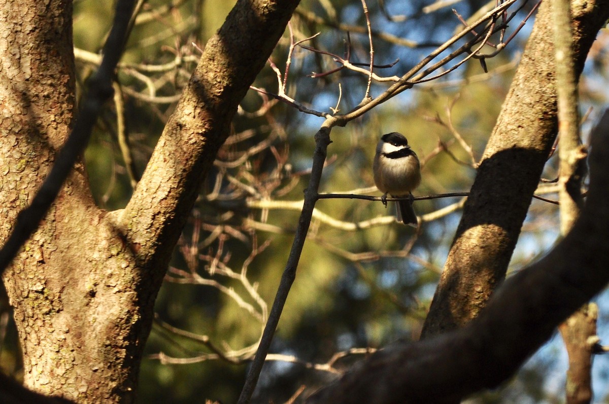 Carolina Chickadee - ML302723461