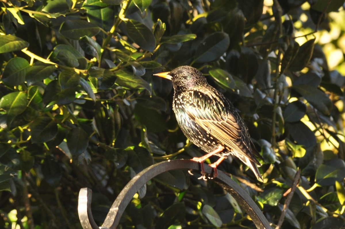 European Starling - ML302723661