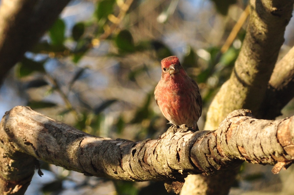 House Finch - ML302723801