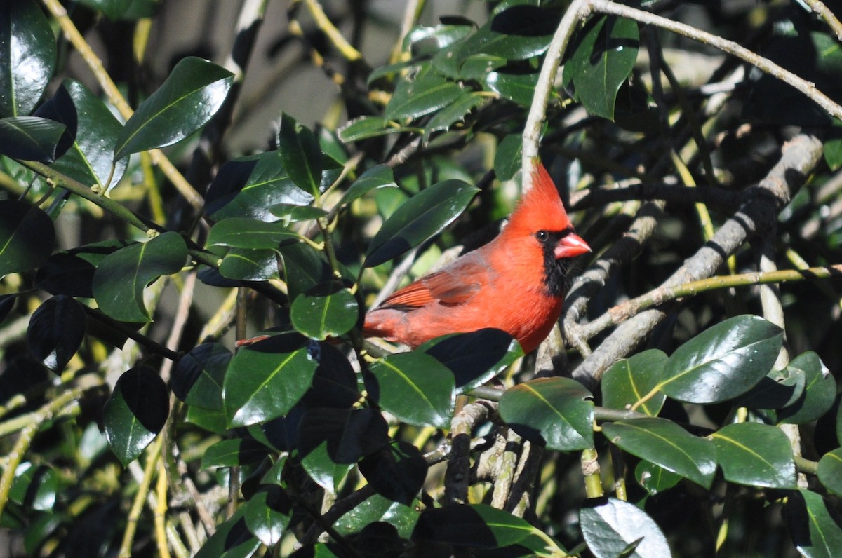 Northern Cardinal - ML302723991