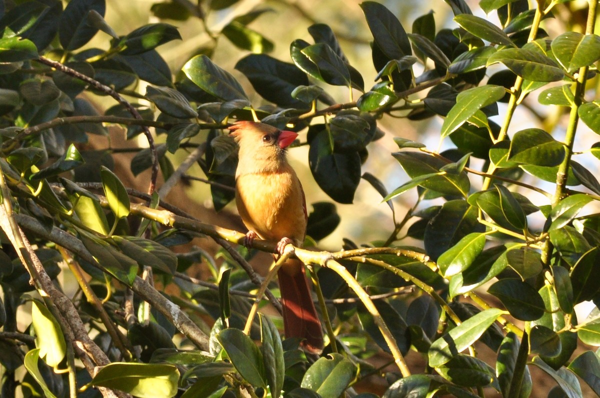 Northern Cardinal - ML302724001