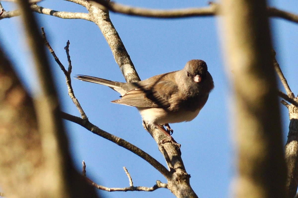 Dark-eyed Junco - ML302724231