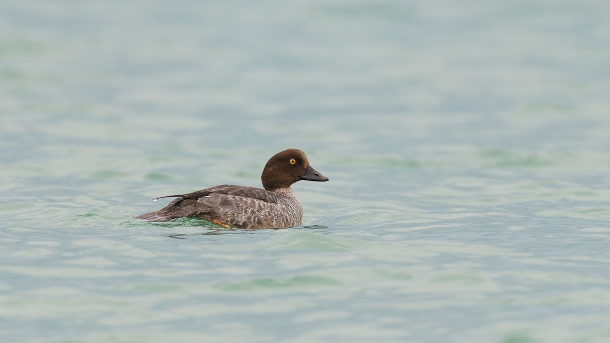 Common Goldeneye - babur hakarar