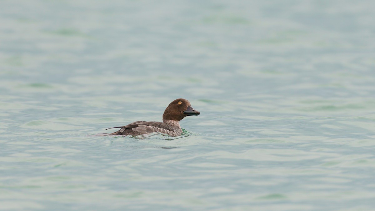 Common Goldeneye - ML302724441