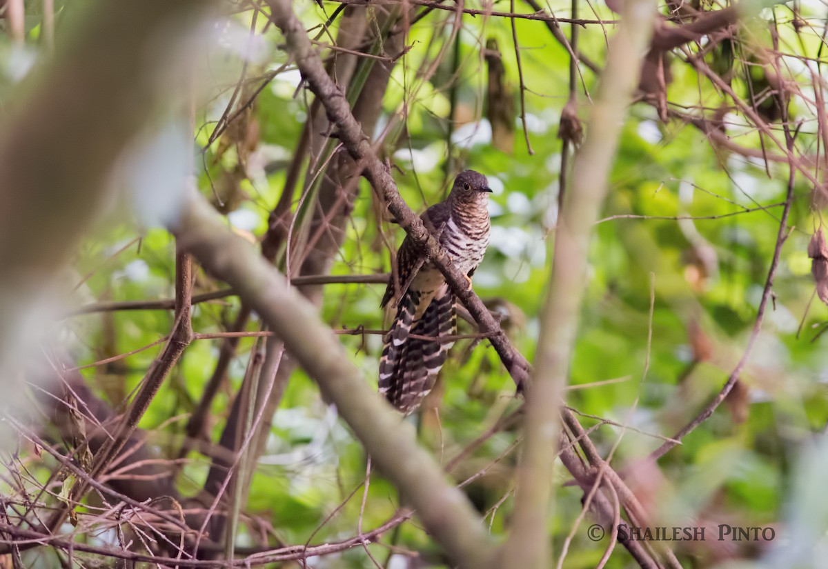 Barred Long-tailed Cuckoo - ML30272501