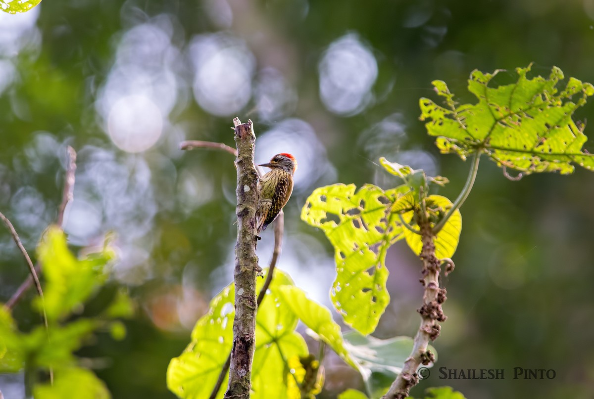 Cardinal Woodpecker - ML30272531