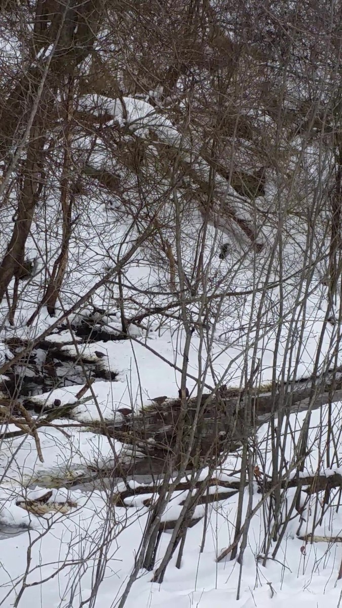 American Robin - ML302726851