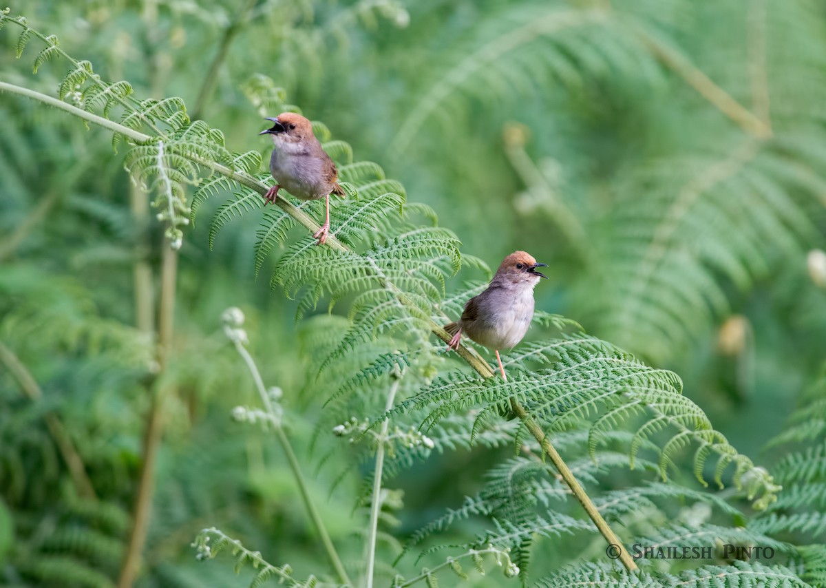 Chubb's Cisticola - ML30272761