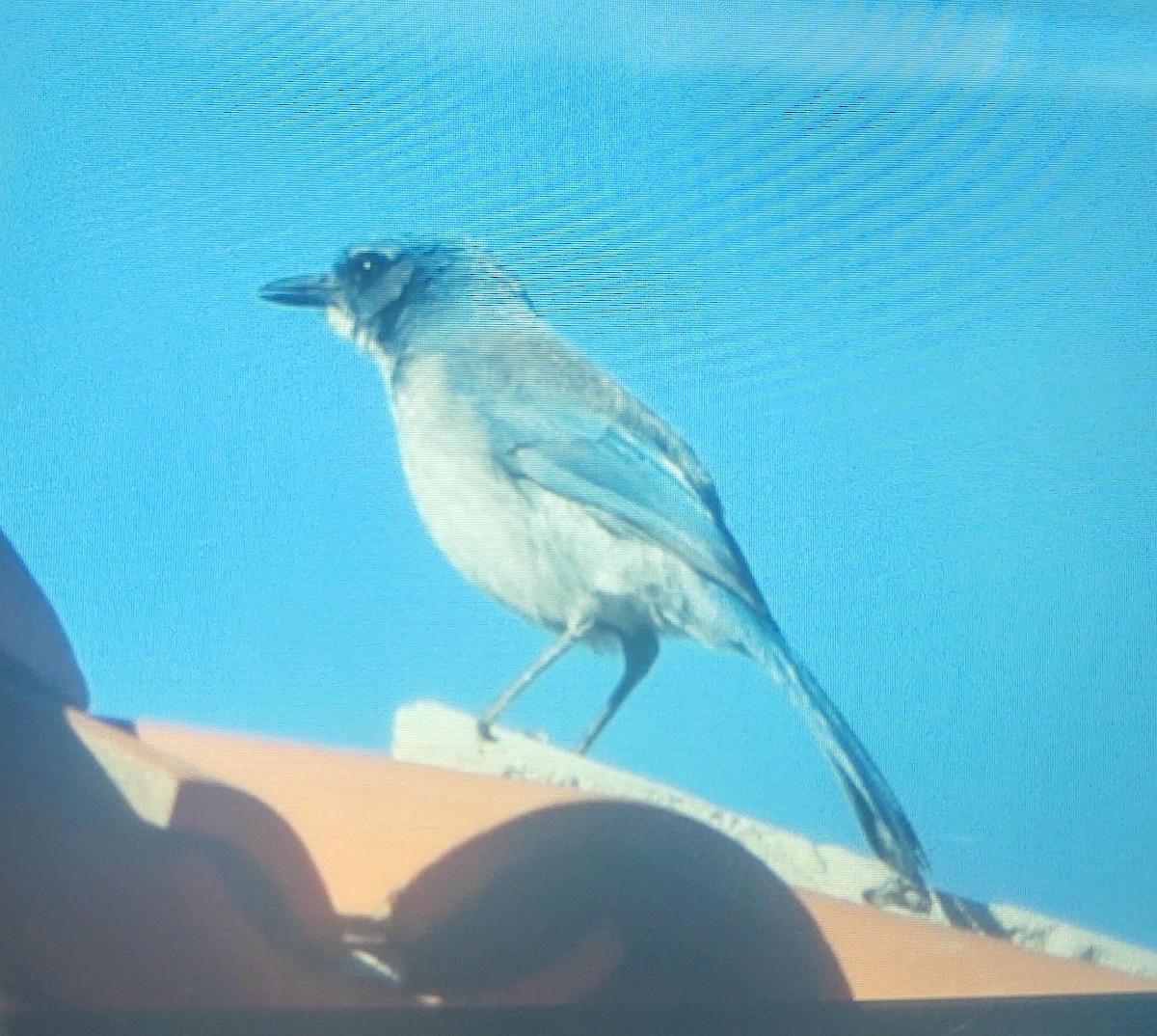 Woodhouse's Scrub-Jay (Woodhouse's) - ML302729791