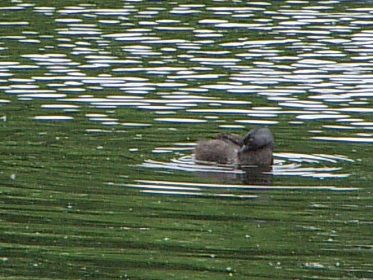 Least Grebe - ML302730101