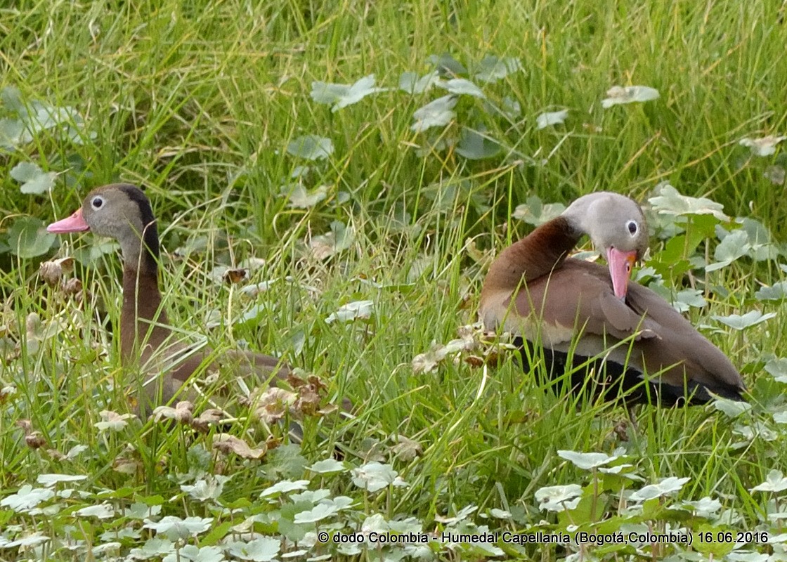 Black-bellied Whistling-Duck - ML30273021