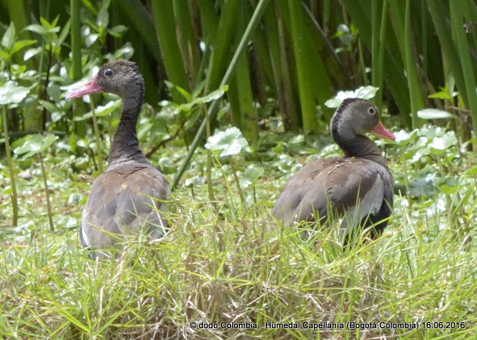 Black-bellied Whistling-Duck - ML30273031