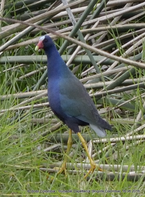 Purple Gallinule - ML30273101