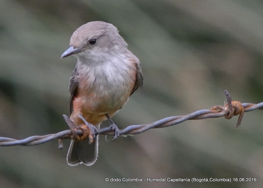 Vermilion Flycatcher - ML30273351