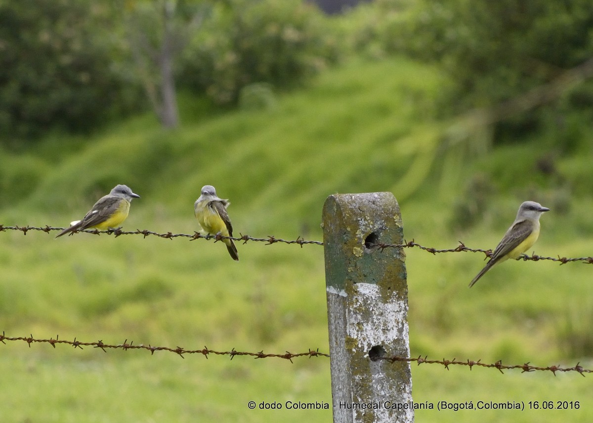 Tropical Kingbird - ML30273421