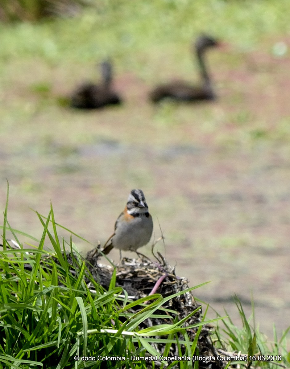 Rufous-collared Sparrow - ML30273481