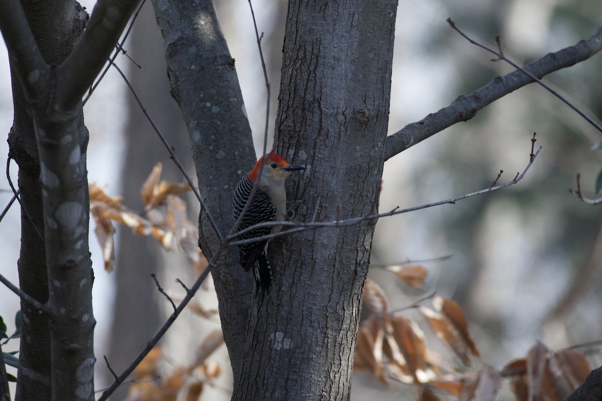 Red-bellied Woodpecker - ML302734901