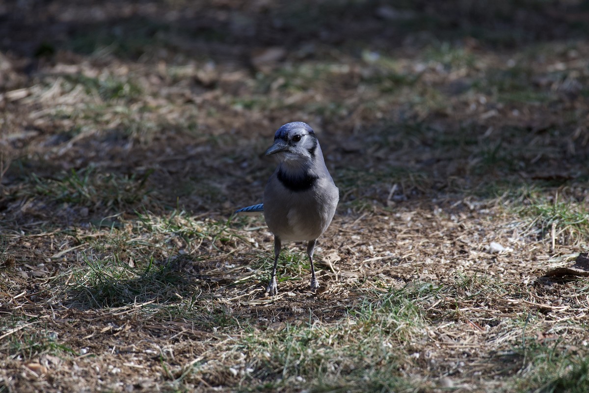 Blue Jay - ML302735071
