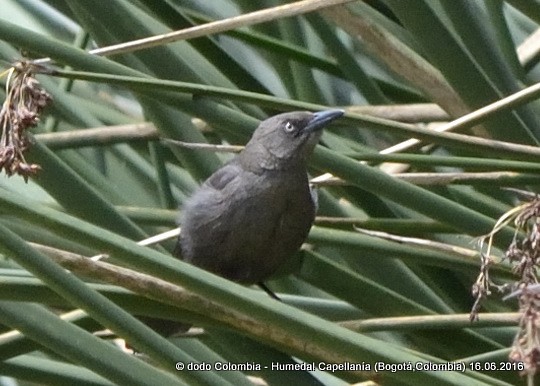 Carib Grackle - ML30273521