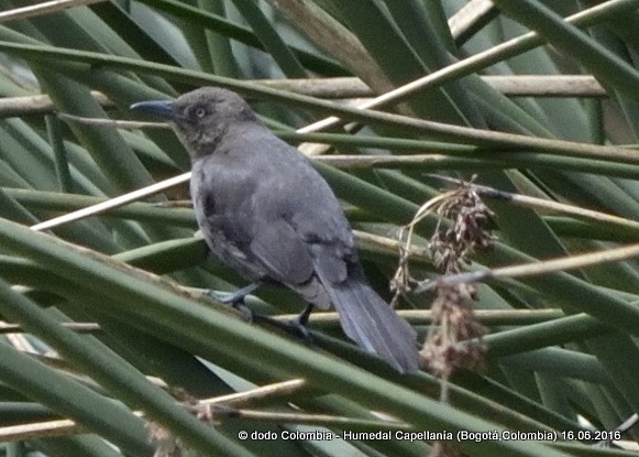 Carib Grackle - ML30273541