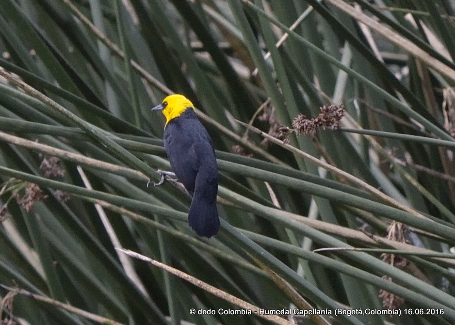 Yellow-hooded Blackbird - ML30273581