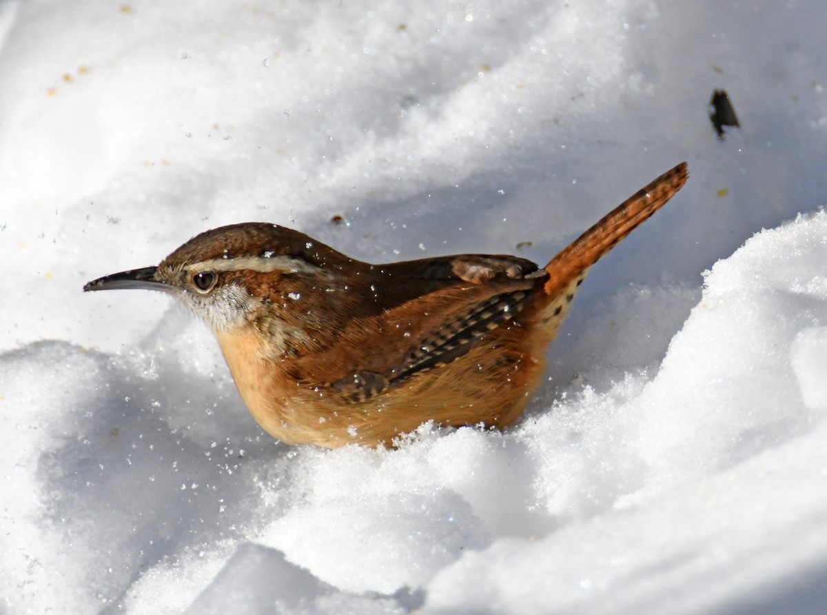 Carolina Wren - ML302736031