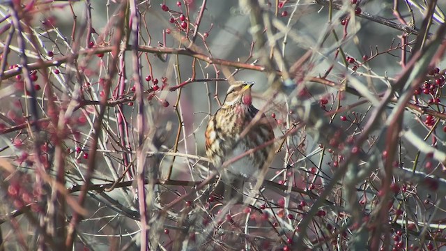 Redwing (Icelandic) - ML302738031