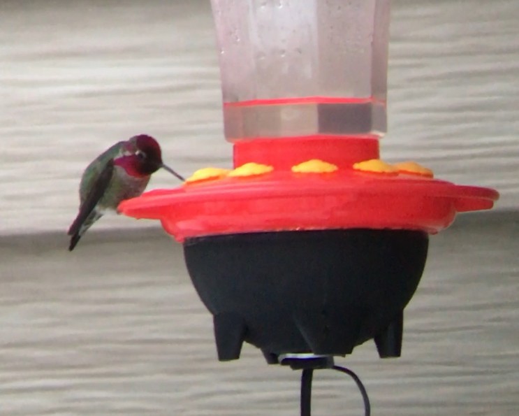Anna's Hummingbird - ML302738741