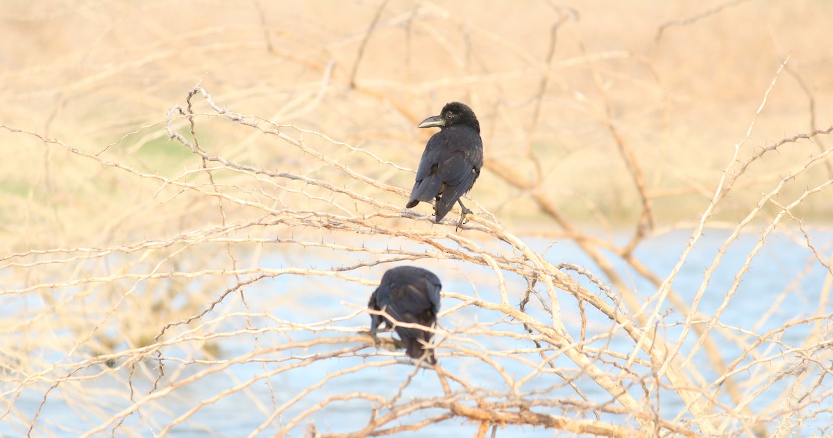 Large-billed Crow - ML30273941