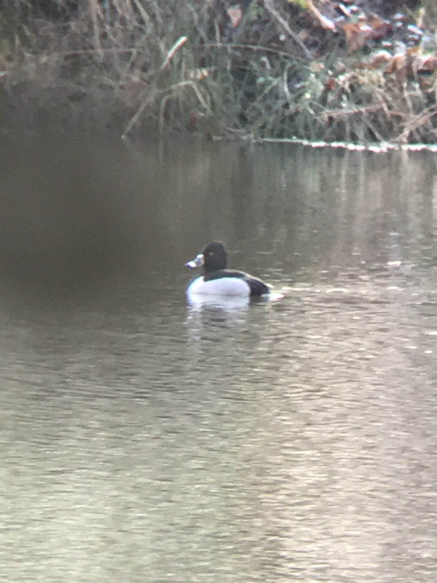 Ring-necked Duck - ML302740751