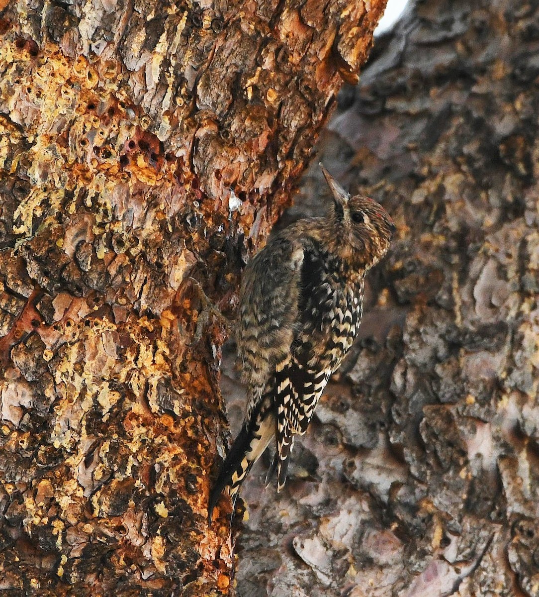 Yellow-bellied Sapsucker - David Beaudette