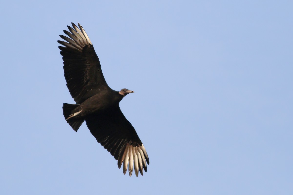 Black Vulture - ML302747231