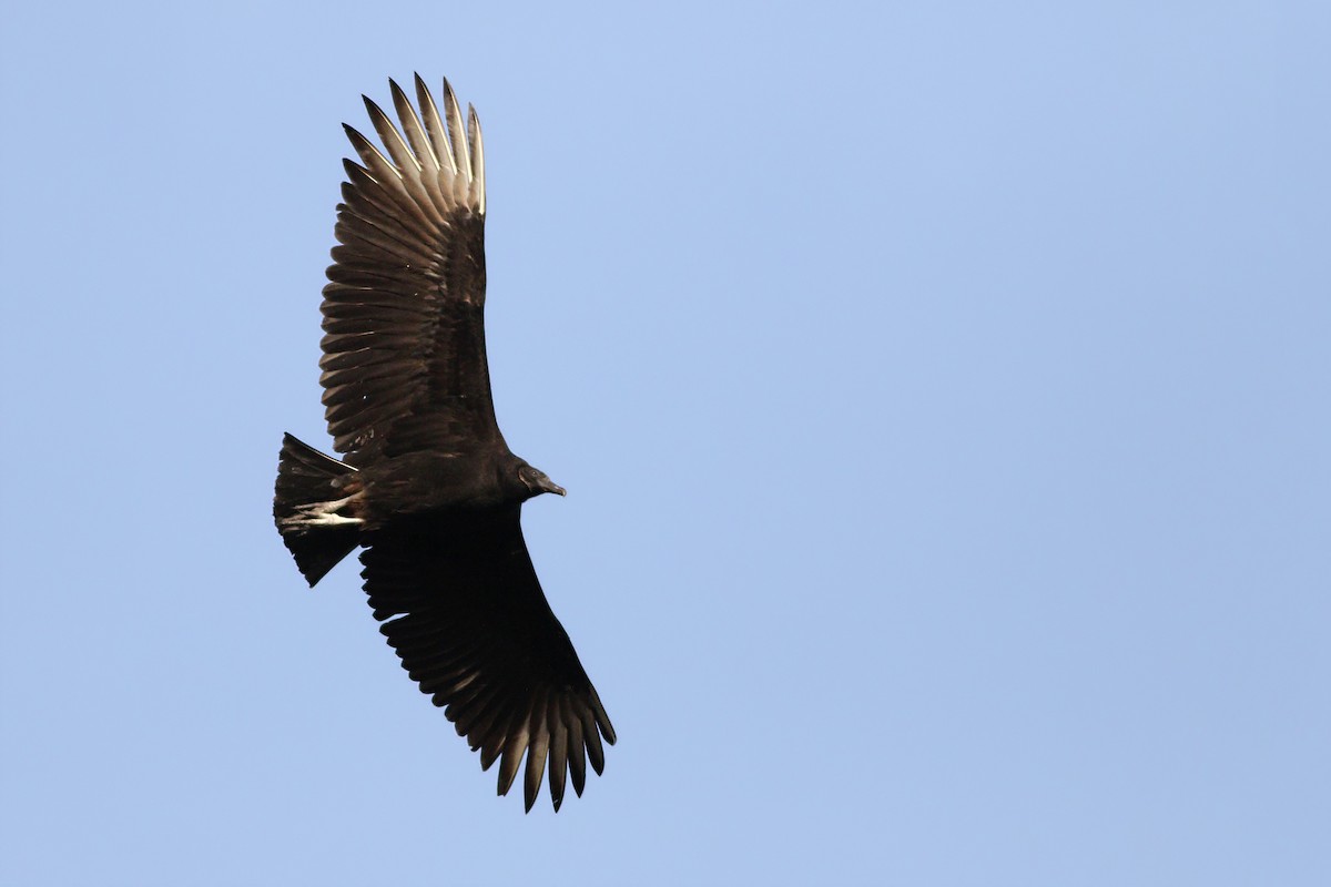 Black Vulture - ML302747321