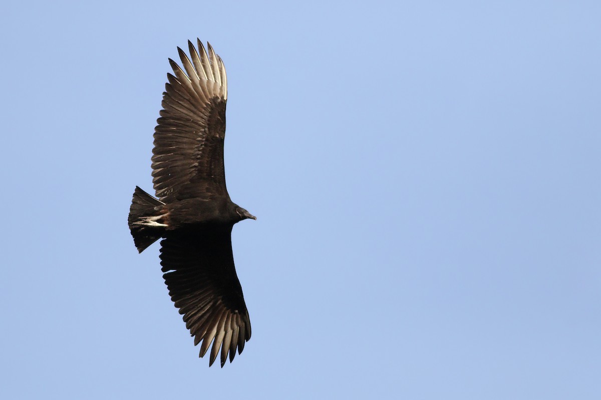 Black Vulture - ML302747391
