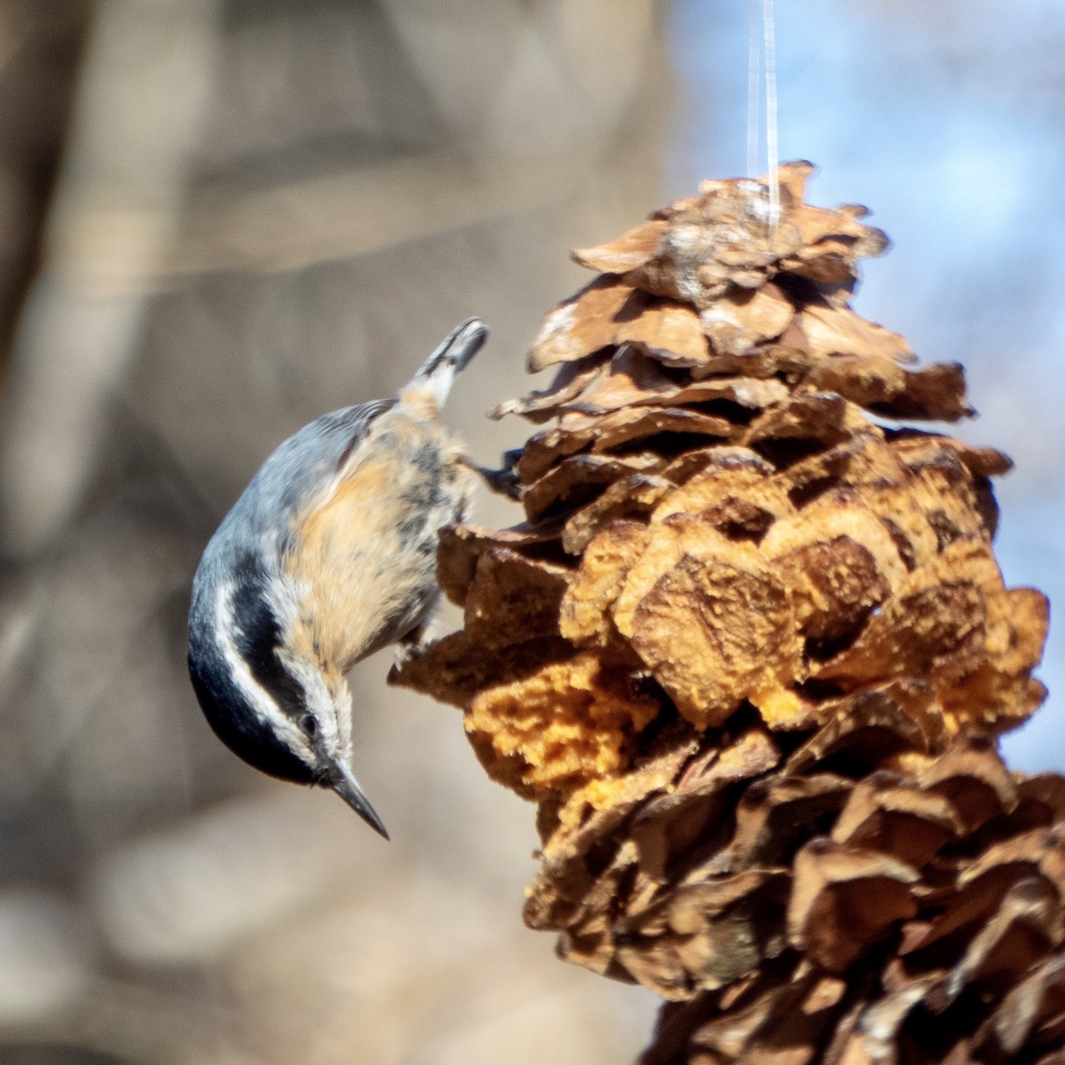 Red-breasted Nuthatch - ML302747451
