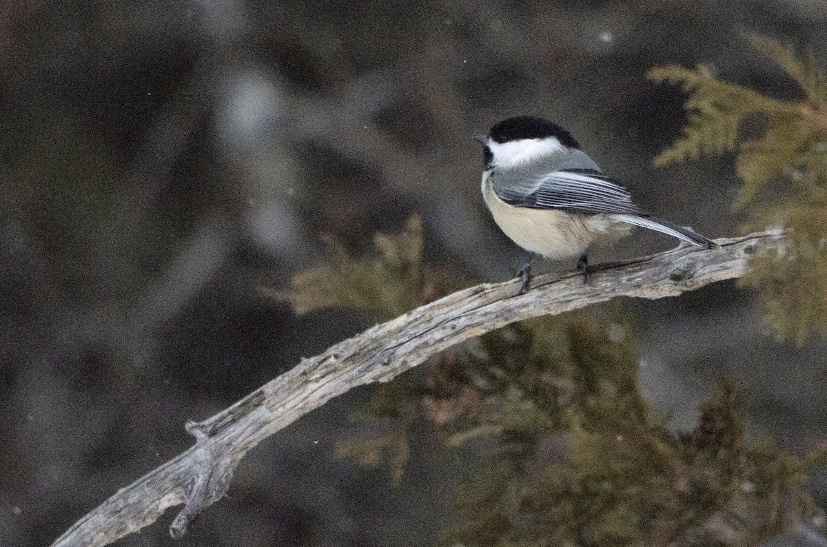 Black-capped Chickadee - ML302749321