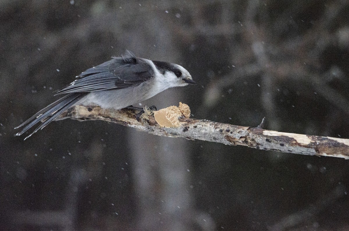 Canada Jay - ML302749331