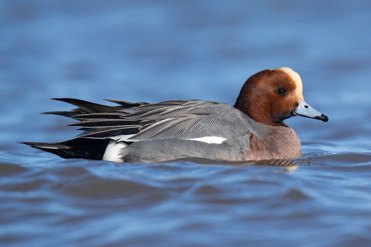 Eurasian Wigeon - David Turgeon