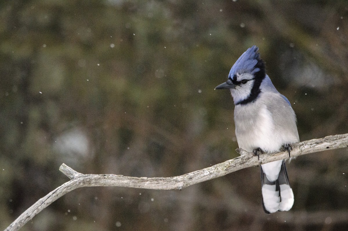 Blue Jay - ML302749561