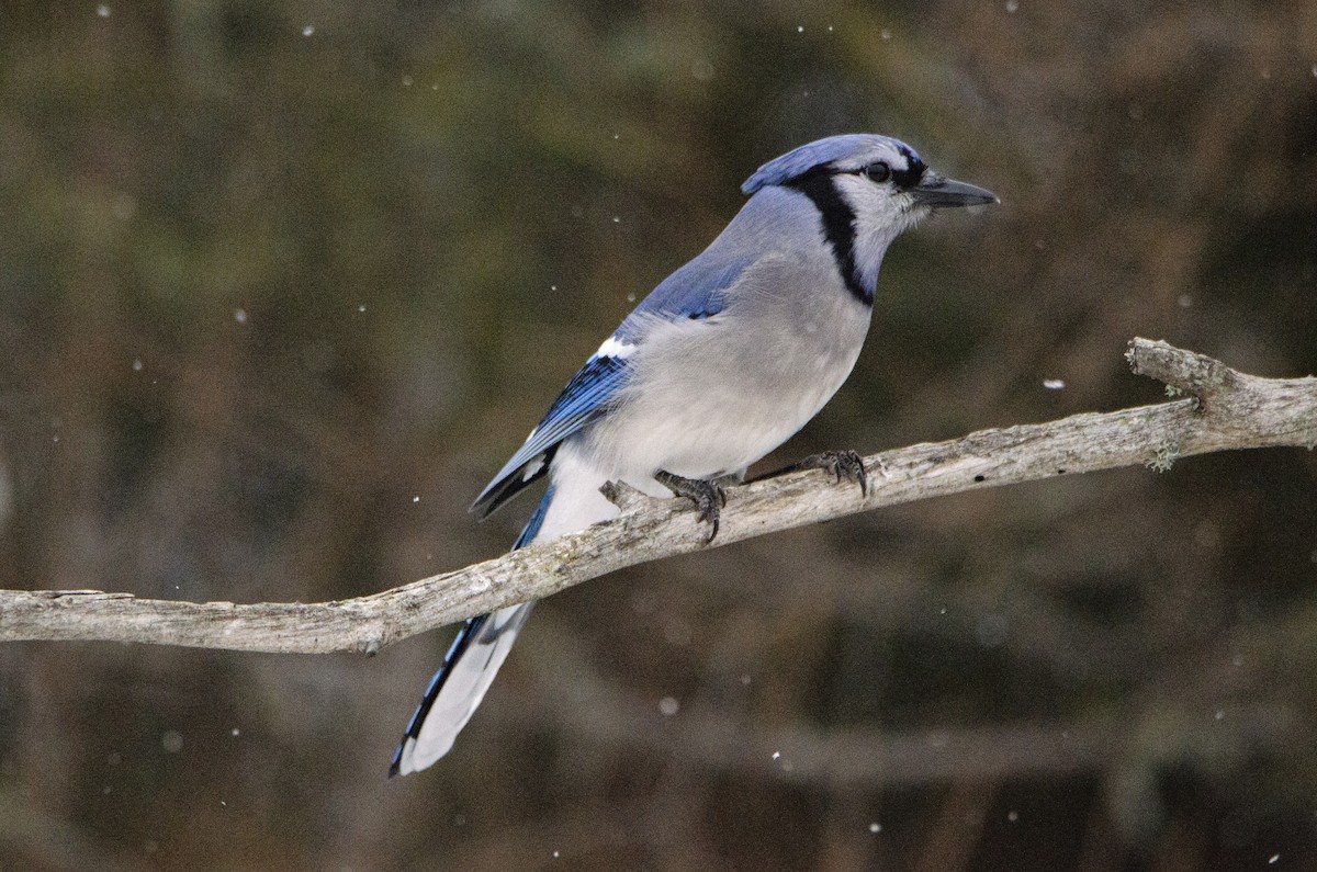 Blue Jay - ML302749571