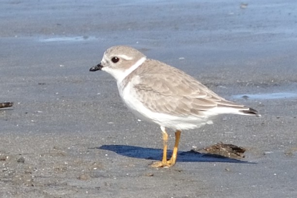 Piping Plover - ML302749651