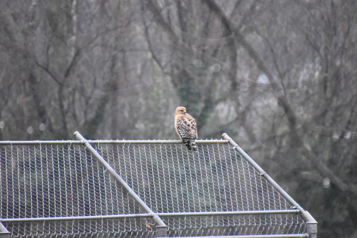 Red-shouldered Hawk - ML302754331