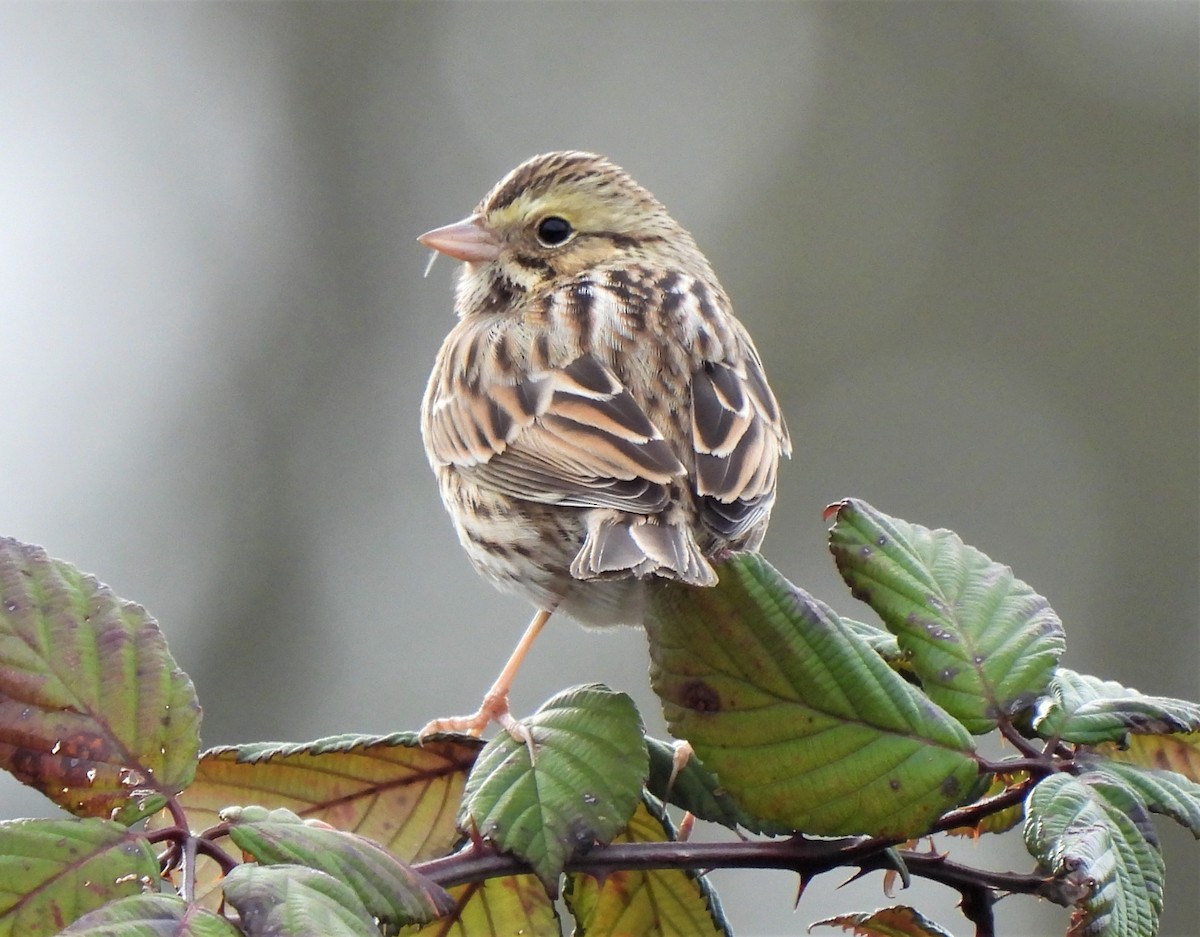 Savannah Sparrow - ML302754371