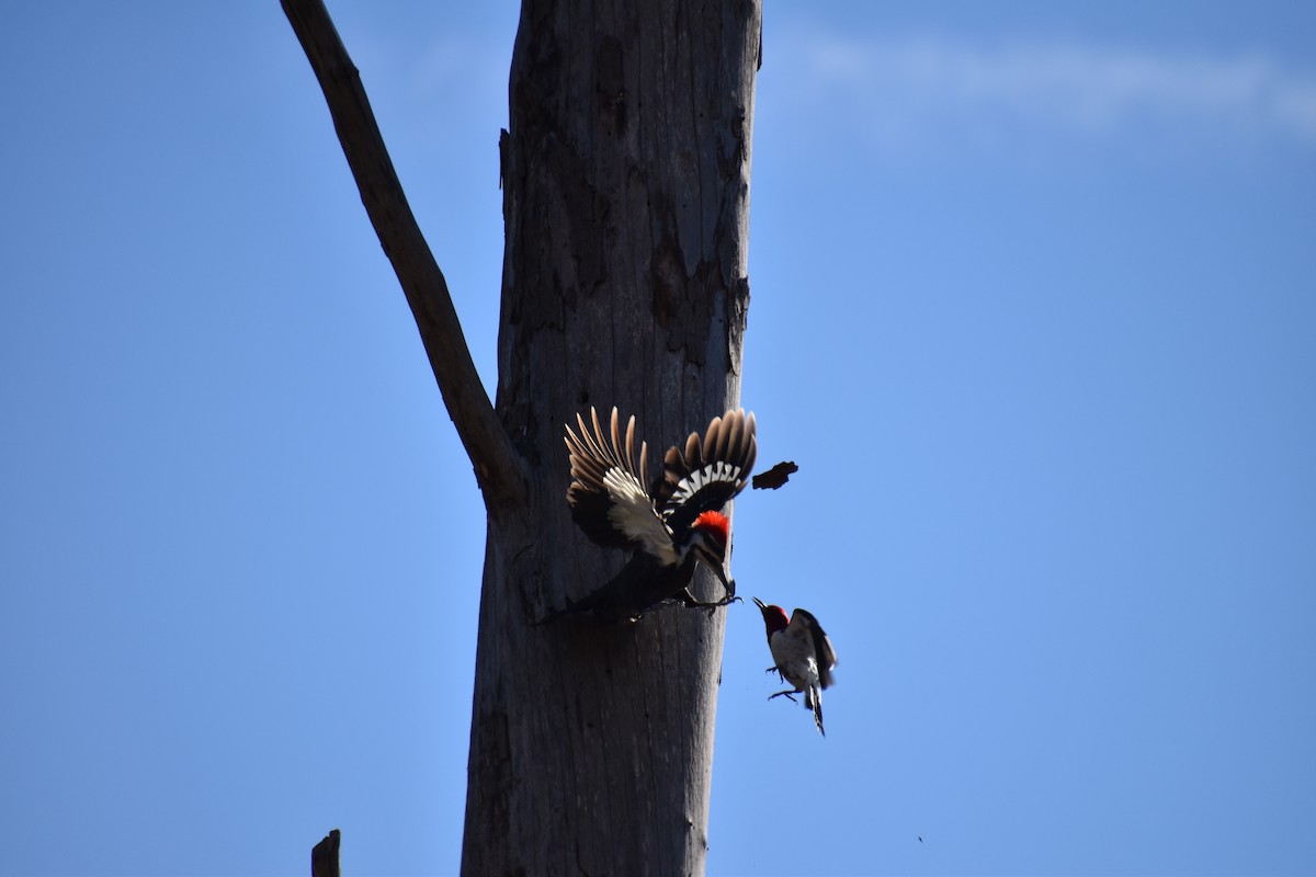 Pileated Woodpecker - ML302755561
