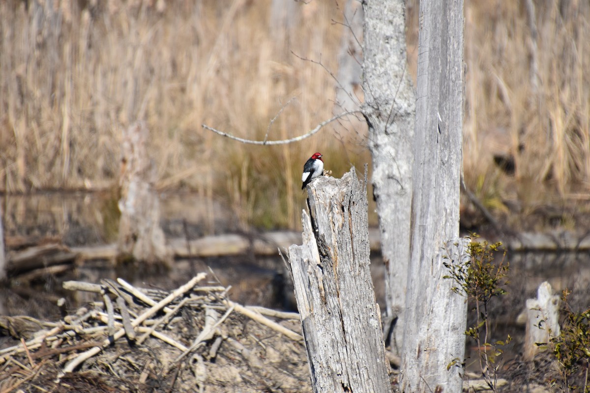 Red-headed Woodpecker - ML302755691