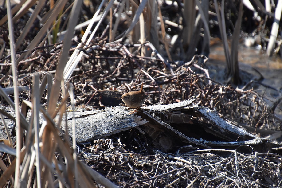 Winter Wren - ML302755931